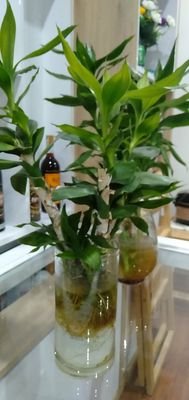 ThnhHiTrn1's profile picture. London