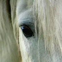 Connemara Pony World (@connemaraponies) 's Twitter Profile