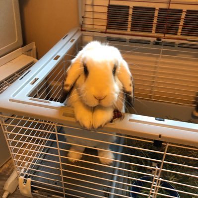 bunnymoney8's profile picture. Hop on the bunny train to money