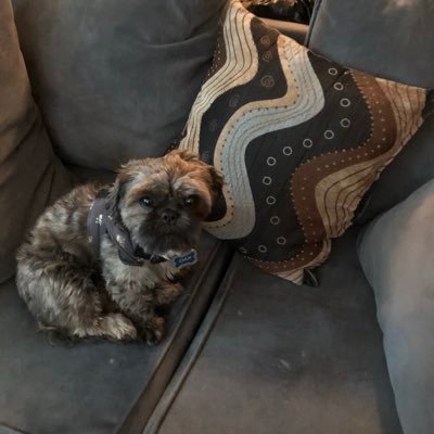 specialkidscare's profile picture. loves dogs