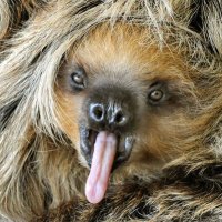 😲Weird Animals (@weirdsanimals) 's Twitter Profile Photo