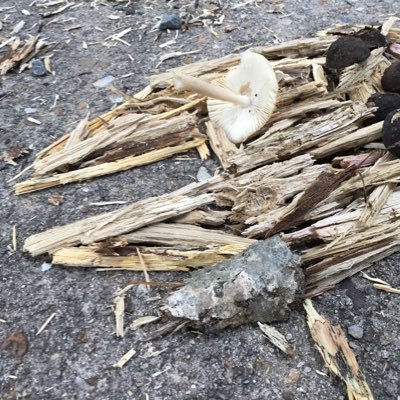 BrendyBCT's profile picture. 