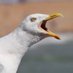 illegal seagull 🆓 (@theillegalsegal) Twitter profile photo illegal seagull 🆓 (@theillegalsegal) Twitter profile photo