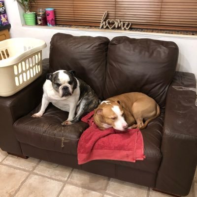 Layla the bulldog and Romeo living their best life❤️