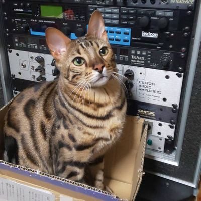 終活中。
ベンガル猫のEddieは今日も全開!
旧いクルマと機械式腕時計が好きです。
お仕事は体調不良で引退、隠居。細々と息をしております。 焼肉のミノが大好きです!
苦手:政治/思想/左右の翼/宗教。