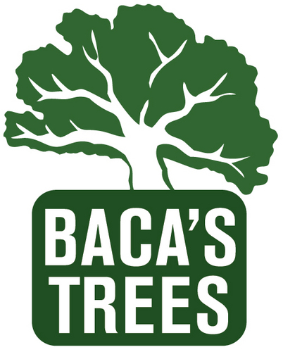 BacasTrees's profile picture. TREE REMOVAL & STUMP REMOVAL, PRUNING, DIAGNOSING & TREATMENT AND MUCH MORE CONTACT US TODAY!