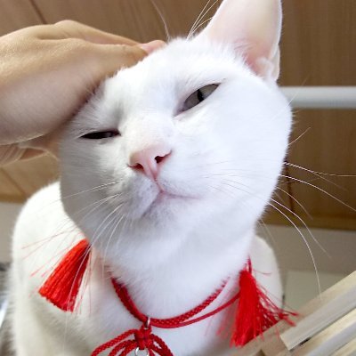 愉快な仲間たちとペットショップの仕事で動物まみれな日々🐶🐱

自宅では猫２匹🐈、小鳥５羽🐦、鶏１羽🐓etc.✨
自宅の動物は８割がた保護&引き取りの子🙂

#愛玩動物飼養管理士　#過緊張性発生障害
➡マニアックな農園アカウント→@kohakuya_plants