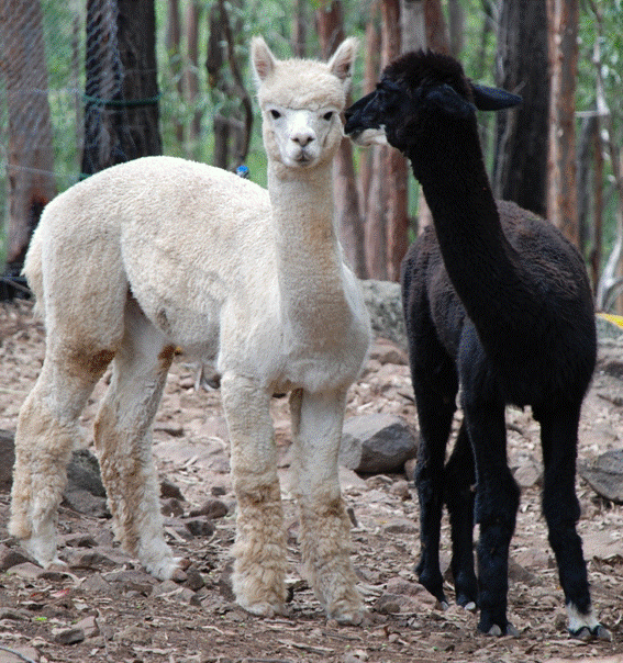 KiwaniAlpacas's profile picture. Alpaca feral in Queensland bush at weekends, suit during the week