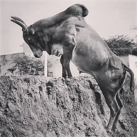 velli_ca's profile picture. 