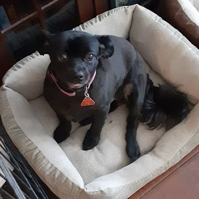 foor_deanna's profile picture. 