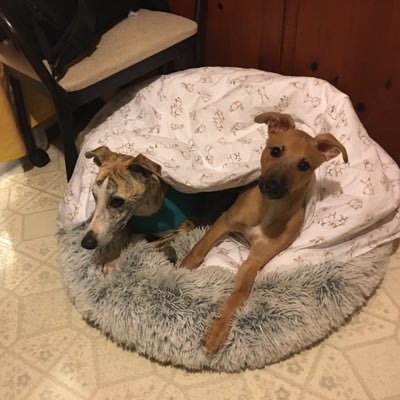 Twitter account of whippets Boaz & Arrow. We enlist hoomans, usually @aX_XenoDactyl, to write for us because we lack opposable thumbs