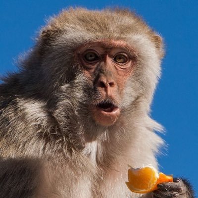 koblenz's profile picture. 🇳🇱🕉☮️💟♏️🐱📷🐧🚲🏛 🍕🧘🏻‍♂️🏃🏻‍♂️