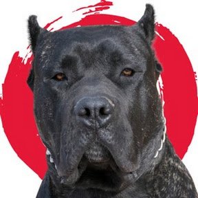 Exclusive Genuine Perro de Presa Canario