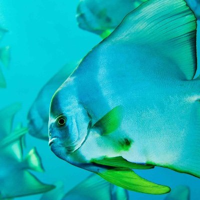 Je suis chef de projet en I.A. & informatique. Mon équipe et moi-même diffusons ici des nouvelles créations média dans une optique de marketing et monétisation