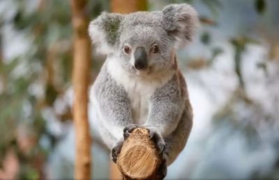 HelpThe41872292's profile picture. Here we support the animal cause 🐊🦅
We must act for them ! 🐋🐘
If you want, you can follow us to change this world, their world ! 🦁🦈🦓