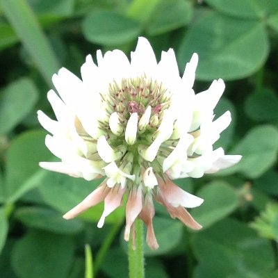 liliy_co1's profile picture. 