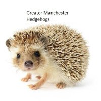 Greater Manchester Hedgehogs(@GreaterHedgehog) 's Twitter Profile Photo