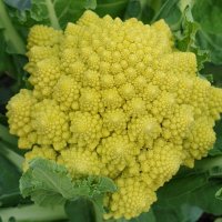 Incr Edible Wilmslow (@incrediblewilms) 's Twitter Profile