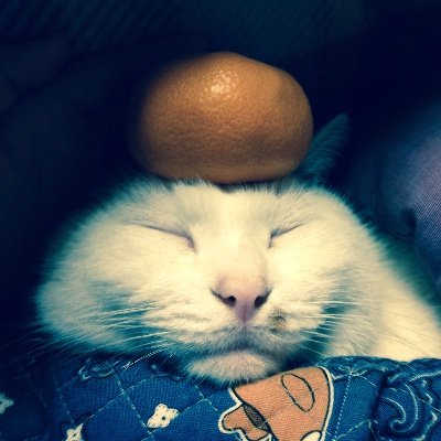 マル🐱♀とタヌさん🐈♀の大冒険を呟きます✌️
写真は亡き愛猫ゆきちゃんの鏡餅です✨
イラストは某有名な御方に描いて貰いました😊
長男は独立シェフ👨‍🍳🇮🇹次男は国際文学部。で、私ボッチ生活者です😢
同じアカでinstagramも始めました📸
＃犬猫好き ＃映画好き ＃おうちご飯 #料理
#metime