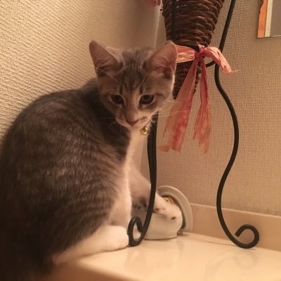 kaho_kiki's profile picture. 