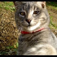 puddypad's profile picture. Migrant. Socially distant before it was cool. Not really using this platform now.

Elsewhere: https://t.co/Xv18hw5gw5