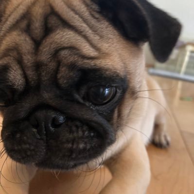 pugmugimugi's profile picture. 2019年4月2日生まれのパグのむぎ♀です 。現在6歳。何気ない毎日のむぎの日常。