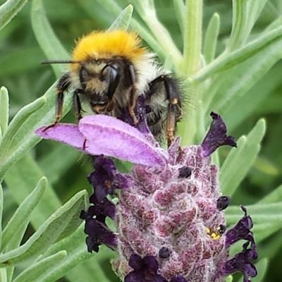 Zoology, Botany, Ecology | Project Manager | Business Governance Advisor | Kildare and Galway. Spoutible & where the sky is blue.