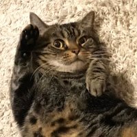 レオン高田 (@aimpoint4611) 's Twitter Profile