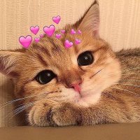 TewiYulianiツ (@tewiyln_) 's Twitter Profile Photo TewiYulianiツ (@tewiyln_) 's Twitter Profile Photo