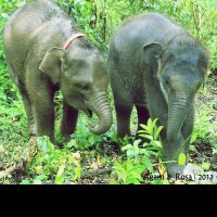 Orangutan Embassy (@otanembassy) 's Twitter Profile