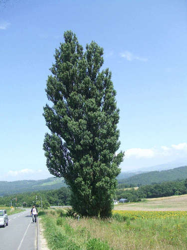 yamaxzira's profile picture. IT業界で20年生きてるおっさんです。 『知之者不如好之者、好之者不如楽之者』