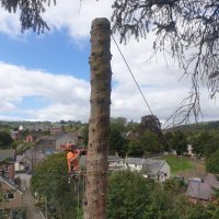 Ben Kyles (@lastbranchtrees) 's Twitter Profile