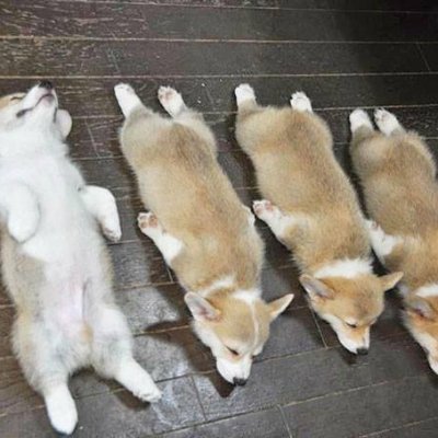 Magnolia_Blos's profile picture. 