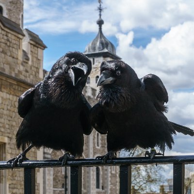 buschmann23's profile picture. „Solch ein Gewimmel möcht’ ich sehn, Auf freiem Grund mit freiem Volke stehn.“ (Goethe - Faust II)