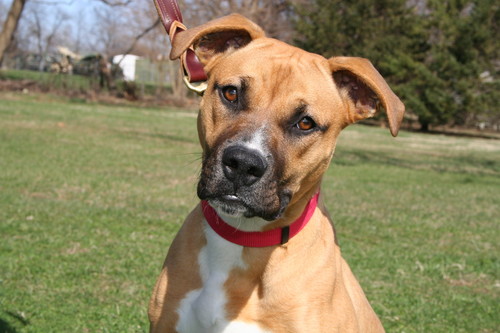 MTief's profile picture. Executive Director, Champaign County Humane Society