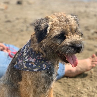 I'm Ziggy, Rowanburn Ziggy Stardust. Springs on my feet, love in my heart and always a big empty hole in my tummy. @its_valg is my humum. Proud to be #BTPosse