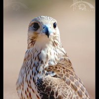 الفـهـد (@vmo4vuvca5vnljk) 's Twitter Profile