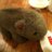 HungryWombat's profile image