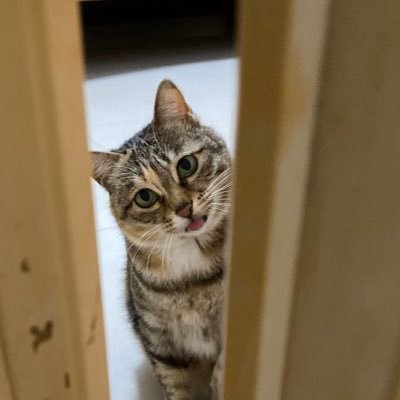 Q_rin_'s profile picture. 