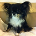 Starla The Chihuahua (@starlathechi) Twitter profile photo Starla The Chihuahua (@starlathechi) Twitter profile photo