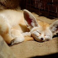 Elena (@elena_alvery) 's Twitter Profile