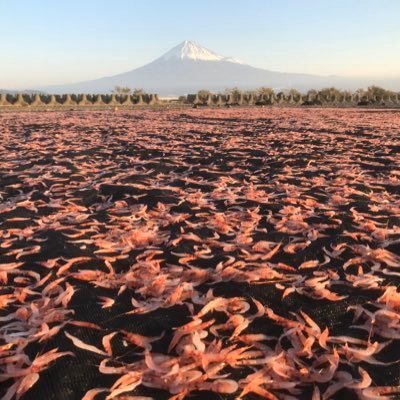 yNWjE92RZYB4p8o's profile picture. 桜えび製造販売してます！