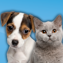 Volg ons en Retweet onze berichten en help ons snel een nieuw baasje en een warm thuis te vinden voor alle asiel honden.