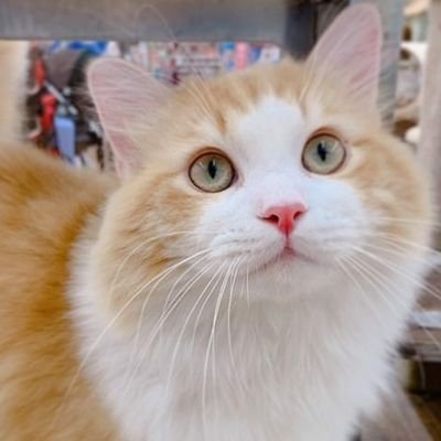 Pikopopo0328's profile picture. 野球観戦、温泉、キャンプ、珈琲をこよなく愛する、おじさんです！