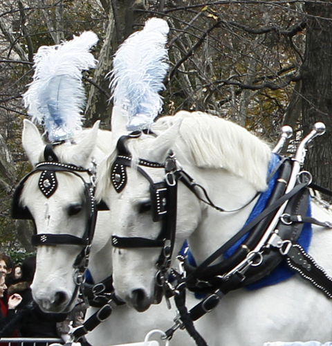 Horse Drawn Carriage Rides / Farming with Draft Horses