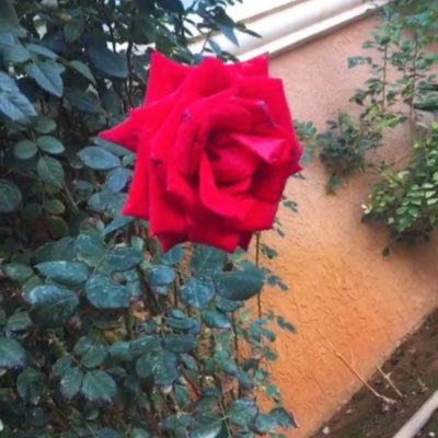 Hanan_Ja66's profile picture. 