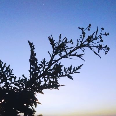 ColliensJ's profile picture. you know how I am!