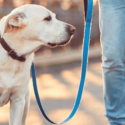 Affordable, experienced & reliable Pet walking services in Bangalore. 
Contact us - dogwalkersbangalore@gmail.com and we shall take it ahead. :)