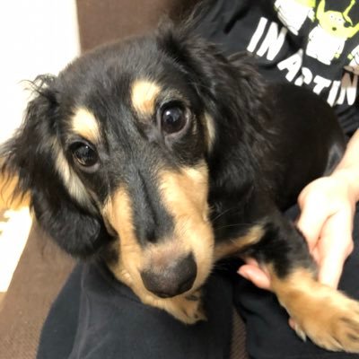 ミニチュアダックスフンドのさすけです🐶 He is a miniature dachshund named Sasuke🐶 Birth：2019.8.24🐶 【youtube】 https://t.co/eRFf3l8Glp