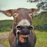 tweetevandro's profile picture. 